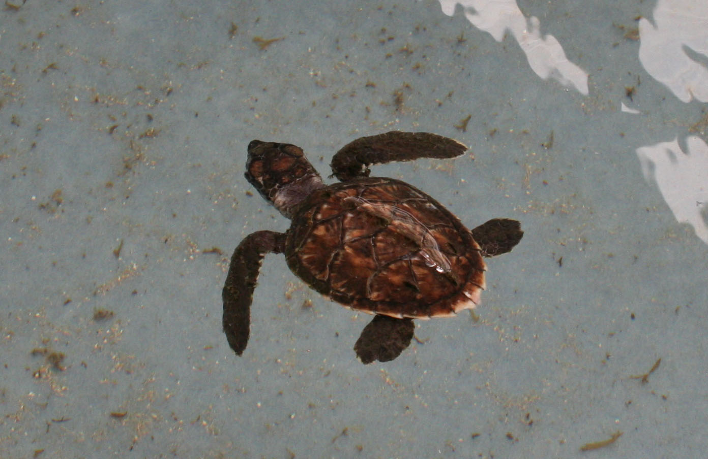 Hawksbill Hatchling
